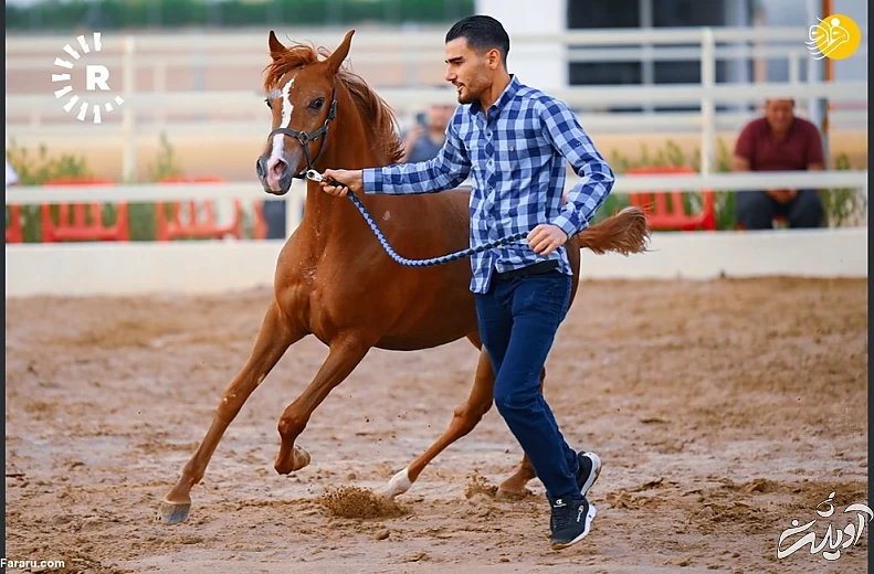 (تصاویر) نمایش اسبهای اصیل عرب در کردستان عراق